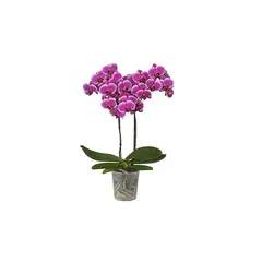 FLORIA EXPRESS - Orquídea 2 Varas Morada
