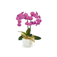 FLORIA EXPRESS - Orquídea Morada Success Con Matera