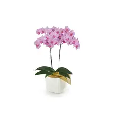 FLORIA EXPRESS - Orquídea Impresionista Success En Matera