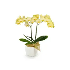 FLORIA EXPRESS - Orquídea Amarilla Success En Matera