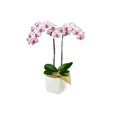 FLORIA EXPRESS - Orquídea Bella Success Con Matera