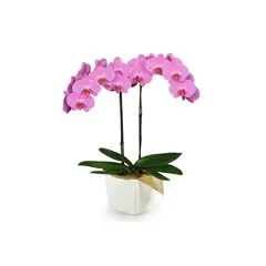 FLORIA EXPRESS - Orquídea Lavanda Success En Matera
