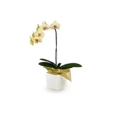 FLORIA EXPRESS - Orquídea Seurat Elegance En Matera