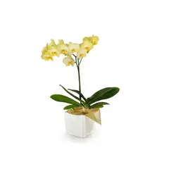 FLORIA EXPRESS - Orquídea Amarilla Elegance Con Matera