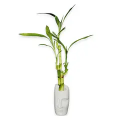 DISTRI ABC - Arreglo Rostro Cerámica Bambú 3 Unidades 10x42cm Blanco