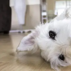 DIB - Caja Lamina Happines Autoadhesivo Beige Por 24 Laminas