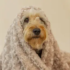 GUAMBA - Cobija Para Mascota Torbellino 100x75 Cm Beige