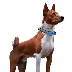 PETIZOOS - Collar Para Perro Cuero Talla L