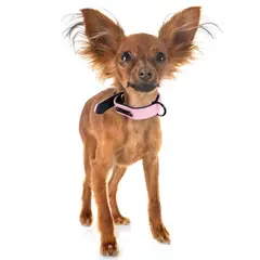 PETIZOOS - Collar Para Perro Cuero Talla S