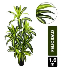 GIO HOME - Mata de La Felicidad x 6 Troncos - 160 Cms