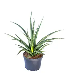 TIERRANEGRA - Sansiviera Fernwood