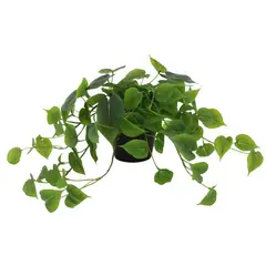 undefined - Pothus Artificial De 40 Cm