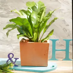 DISTRIRAQUIRA - Matera Arcilla Cuadrada 24x19x24cm Terracota