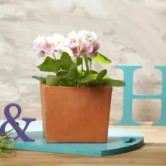 DISTRIRAQUIRA - Matera Arcilla Cuadrada 18x16x18cm Terracota